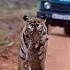 Collar Wali Female Tiger Killing The Deer Baby From Junona Buffar Zon In Tadoba