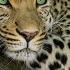 Leopard Sounds At Night Deep In The Jungle Loud Leopard Sound