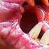 Carnivorous Plants That Eat Animals