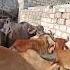New Viralvideo Youtubeshorts Shokh Farming