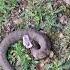 Cottonmouth Agkistrodon Piscivorus Also Known As The Water Moccasin