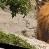 Educational Video Zoo Animals At The Zoo English For Kids Kids Vocabulary