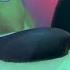 Open Season 2 Boog Rescues His Friends HD CLIP