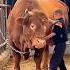 Big Bull VS Little Boy ASMR Shorts Bull Cow Asmr Boy