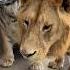 Lion Fake Love With Tigers
