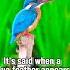 Is This True Have You Manifested A Blue Feather