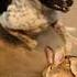 Super Speed Racing Dogs Vs Wild Brown Hare Rabbit Tazidog