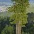 World S Tallest Tree REVEALED Hyperion The Coast Redwood Shorts