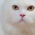 Cocoloco Cat Cute Cocoloco Youtube Youtubeshorts Viralvideo Viralshort