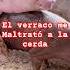 The Boar Mistreated The Sow Sow Boar Pigfarming Colombiancountryside