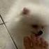 IL MIO POMERANIA MI LECCA I PIEDI
