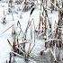 Chill Moment By The Frozen Lake CalmingNature релакс медитация Nature