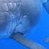 Ocean Ramsey Shares Exclusive Video Of Swimming With Massive Great White Shark TODAY