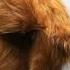 Aviator Hair Hat Ruslanbaginskiy