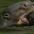 Otter Family Defeats Caiman In An Incredible Fight BBC Earth