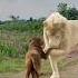 Singa Albino Ini Anggap Anjing Sebagai Ibu Kandungnya KisahEmosional Shortsviral