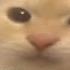Minecraft Cat Screaming Into Camera