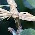 From Rootstock To Scion Decoding The Language Of Plant Grafting