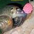 Close Up Of Snail Laying Eggs Tropical Forest Bees Snails