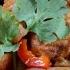 Ep 3 Braised Claypot Tofu 红烧砂锅豆腐 Cooking Demystified By The Burning Kitchen