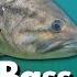 What Bass REALLY Do Under Docks Underwater Footage