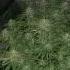 3lbsseedtoharvest Cannabis OGKUSH PUNCHPIE RNB KEITHSWEAT