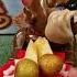 ASMR TRENDING DON T Try To Take MADDOG S APPLE LONGGAN Asmr Asmrsounds Maddog Trending