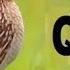 1 Million Quail Batair Ki Awaz Batair Sound Vol 33 Common Quail Sound 2022 Official Video