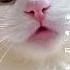 Cat Meowing Trending Youtube Cute