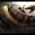 Animals That Scientists Trying To Bring Back NOT A GOOD IDEA Short Epicvideo