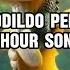 Crocodildo Penissini 1 HOUR