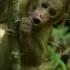 Cute Baby Monkey Sounds