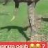 Trendə əsgərlərdə Qoşuldu Shorts Status Komedi Azerbaijan Meyxana Trend Resaddagli Foryou Fypageシ
