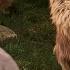 Meeting Aslan Narnia The Lion The Witch And The Wardrobe