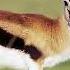 Strangest Of Karakum Desert Youtubeshorts Youtube Ytshorts
