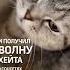 Хасбик поиздевался над своим котом и получил волну хейтерства в соцсетях