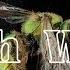 Nihilore Bush Week