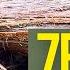 Big 7 Foot Cedar On The Bottom Line