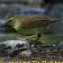 Amazing Birds Of Thailand The Pin Striped Tit Babbler