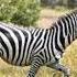 Zebra Colour Zebra Shorts Short Facts
