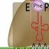 Eukaryotic Translation Protein Synthesis Animation