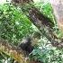 кения вмиреживотных обезьяны сафари Kenya Nature Africansafari