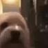 Bababooey 2