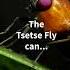 The UGLY TRUTH About The Tsetse Fly Shorts Shortsvideo Motivation Psychology