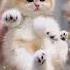 The Cutest Kittens Are Here Shortscontest Cat Kitten