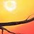 OWL At SUNSET Acrylic Painting Full Step By Step Clive5art