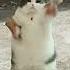 Drop It To The Floor Cat Meme
