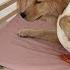 Super Funny Rooster And Duck Competed For Dog S Favor In The End Golden Retriever Abandoned Them