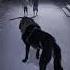 Part 553 Wolf In Village Wolfsounds Relaxinwolf Wolfsong Wildlife Wolf Forest Nature Shorts