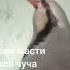 Кабки маст якчи мехонада